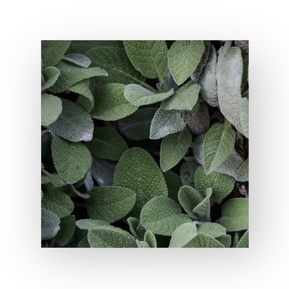 new Tata Harper ☀︎︎ Clarifying Soothe Mattify Moisturizer ☀︎︎ 1.7 Fresh ☀︎︎ Box - Picture 4 of 17